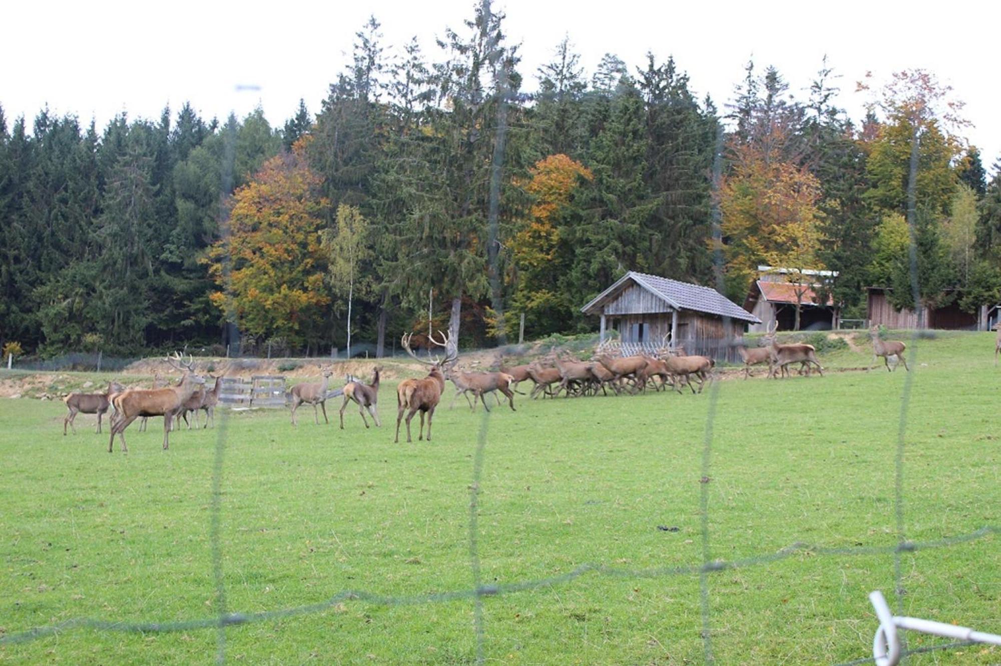 Gasthaus Zur Waldesruh Waffenbrunn Exterior foto